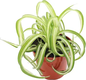 Bonnie Curly Spider Plant - Real Live Tropical Houseplant, Perfect for Indoor/Outdoor Home and Office Decoration, Easy Care, Perfect for Pots, Baskets or Patio - 4 Inch