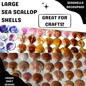 Sea Scallop Shells, Large Medium Size, Decoupage Craft Blanks, Real From The Atlantic Ocean, Random Sea Shell designs Harvested Hand Shucked