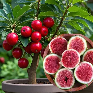 Year One Figs!  Organic Fig Tree | 5-Year Mature Tree for American Gardens | Plant Once, Harvest Fast