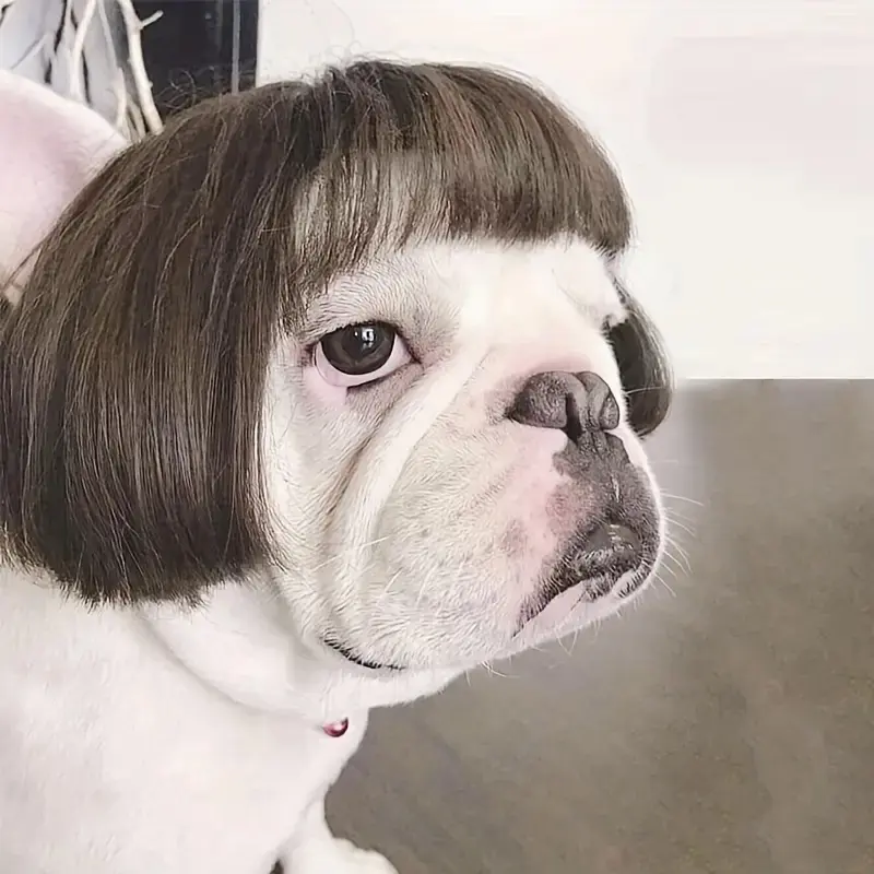 Cute Short Hair Pet Wig Accessory Clothing Outfits, Cartoon Inspired Halloween Costume for Dogs & Cats, Safe Collar Included
