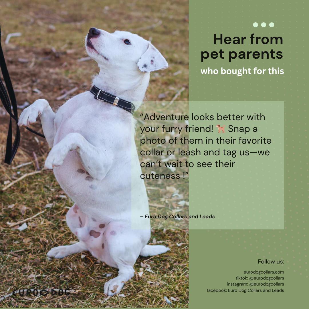 Euro Dog | Traditional Leather Dog Collar with American Leather & European Steel for Training & Comfort Earth Brown Khaki Midnight Black Chocolate Blue Jeans Coral Reef Flat Collar with Stainless Steel Buckle