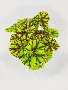 Begonia Tiger Kitten Paws