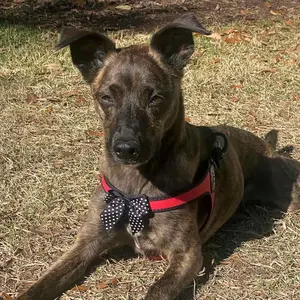 Charisma Strap Harness from Tre Ponti