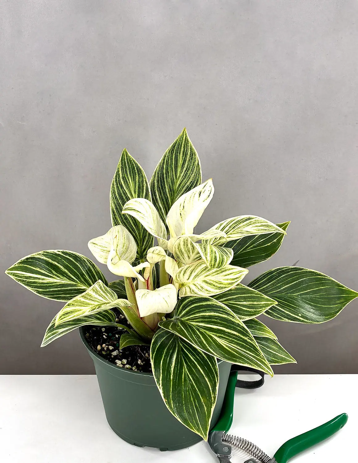 Philodendron Birkin