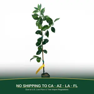 Dancy Mandarin Tree | Classic Zipper-Skin Tangerine, Sweet-Tart Flavor & Easy Peel Citrus | Premium Indoor Outdoor Citrus Tree | No Ship CA AZ LA FL