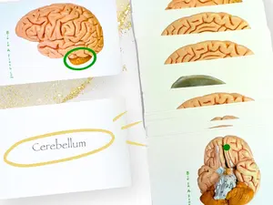 Brain and Peripheral Neuron Anatomy Flashcards