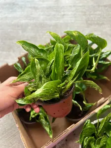 Shangri La Pothos – 4” Starter Plant