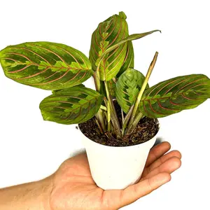 4” Red Maranta Prayer Plant, Pet Friendly Live Houseplant, Indoor Plant