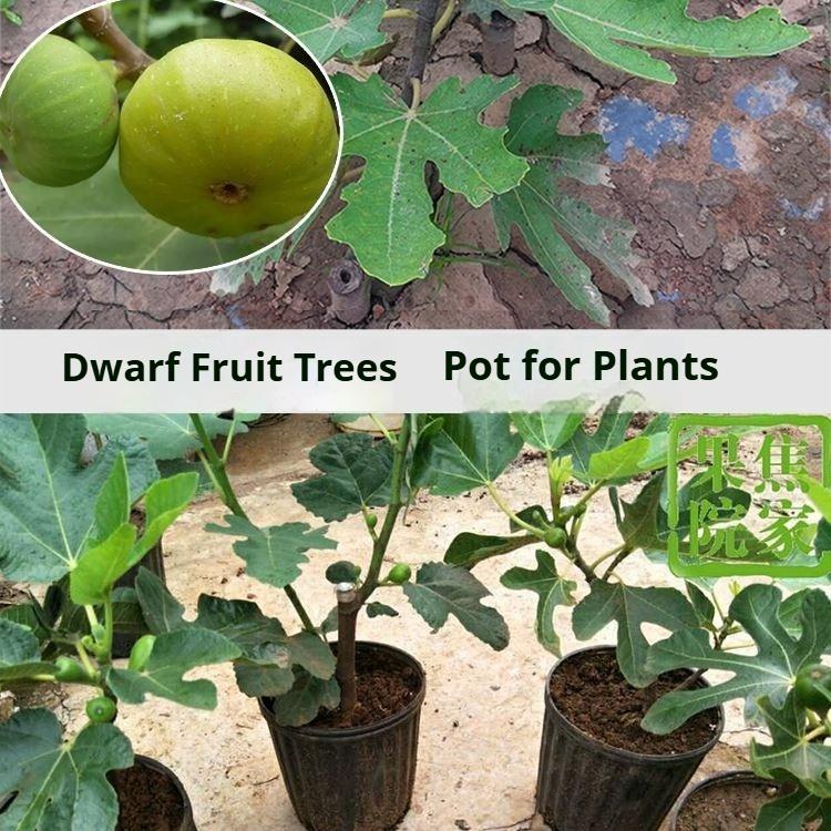 Cold-Hardy Dwarf Fig Tree (Live Plant) - Grown from 3-Year-Old Mature Cuttings for Faster Fruiting - Perfect for Pots, Balconies, and Patios (Not Seeds)