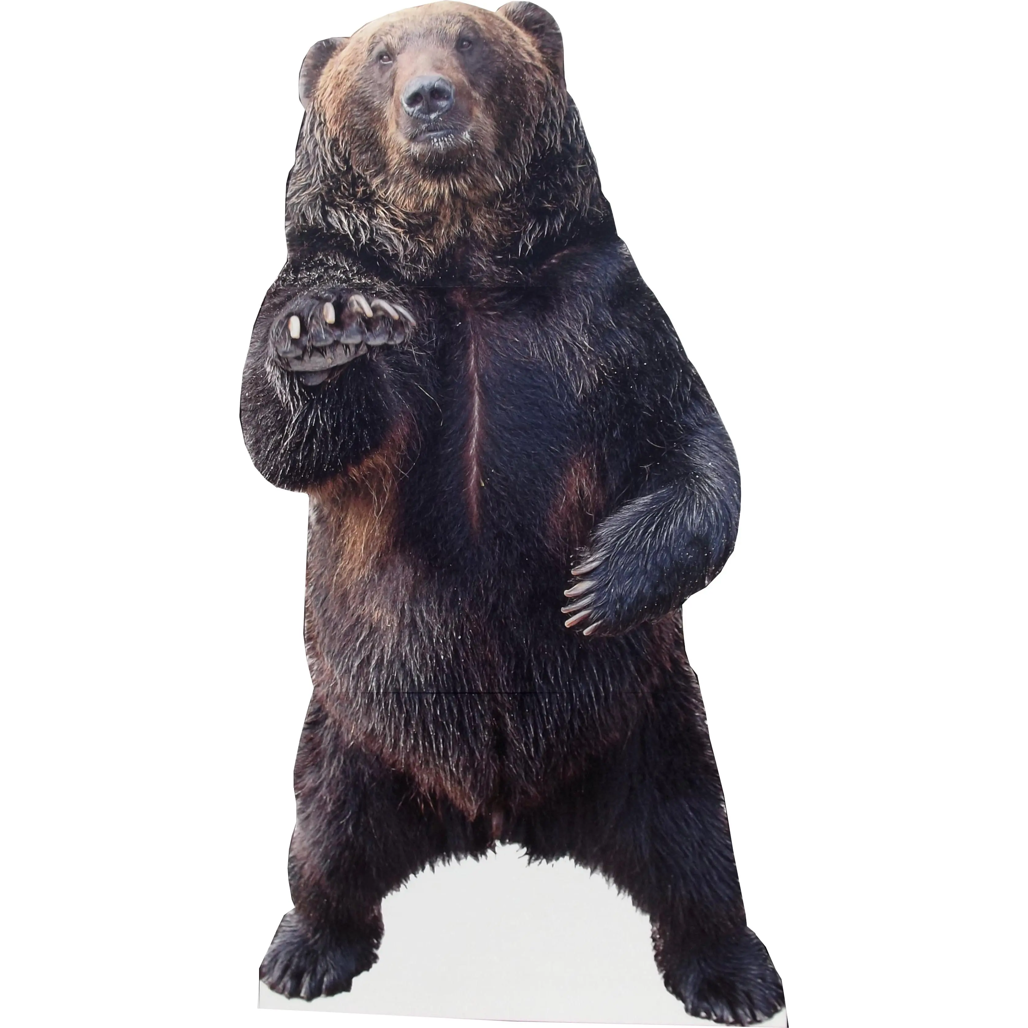 aahs!! Engraving Animal Life Size Cardboard Cutout Stand Up | Standee Picture Poster Photo Print (Bear)