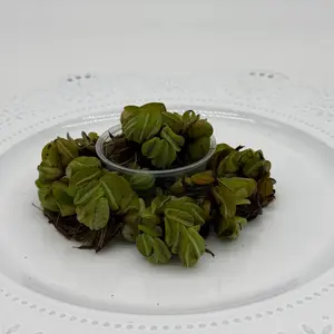 Salvinia - Sold by Handful - Floating Live Aquarium Plant for Freshwater Tanks - Provides natural cover for fish!
