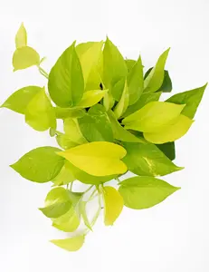 Pothos Neon
