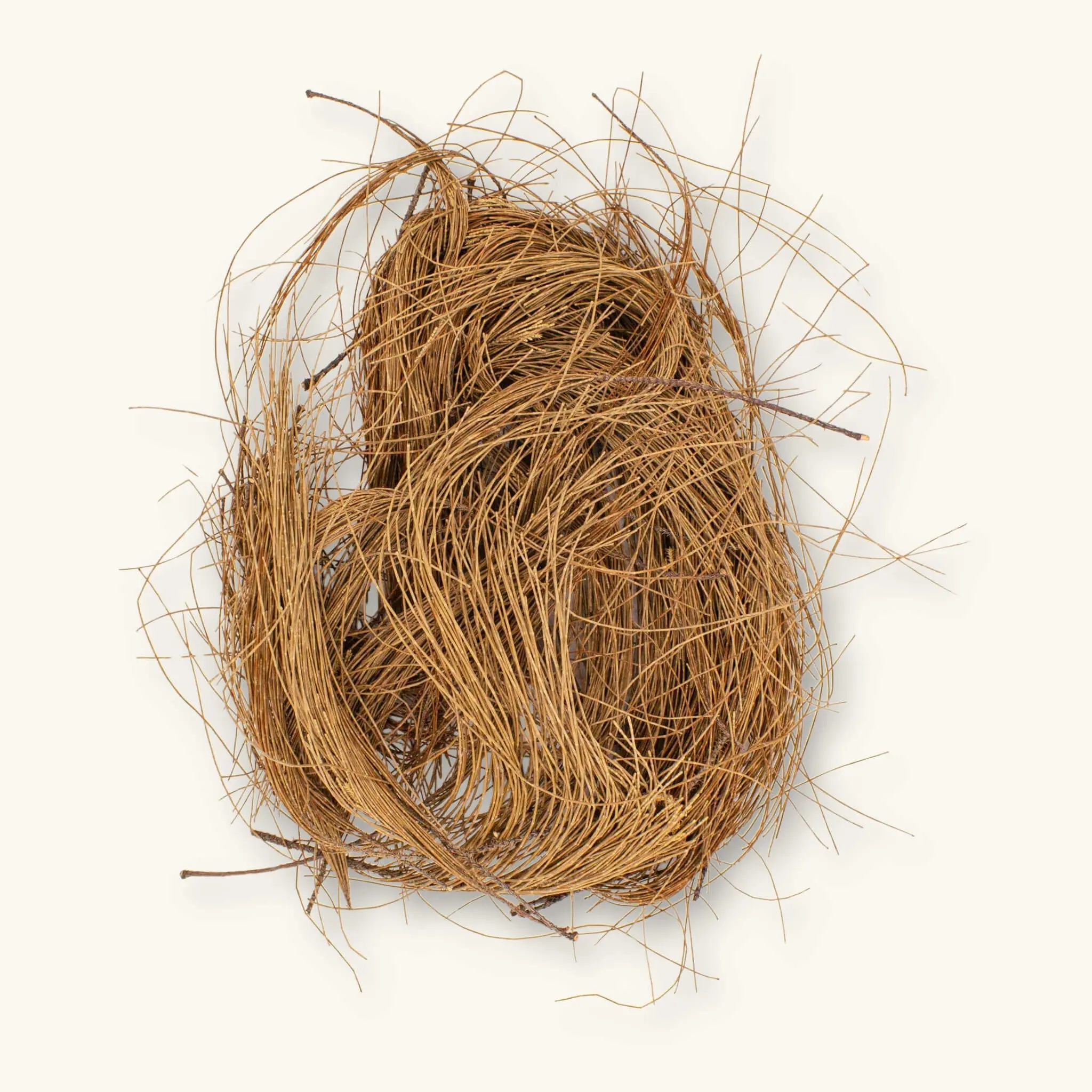 Natural Casuarina Pine Needles (8oz) by Betta Botanicals for Shrimp Tanks &  Blackwater Aquariums