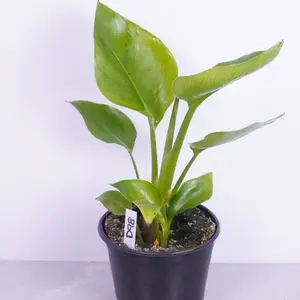 White Bird of Paradise 6” | Tropical Statement Plant | Live Plant