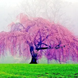 5 Japanese "WEEPING SAKURA" Cherry Blossom Flower Tree Seeds (pendula) Fast Hardy