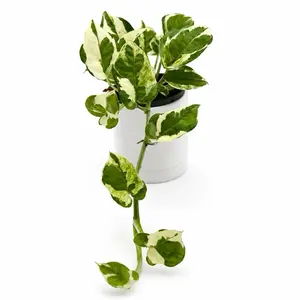 Pothos NJoy 4" pot Live Tropical House Plant Unique Leaves for Bright Indirect Light Indoor Home Decoration Beginner Friendly