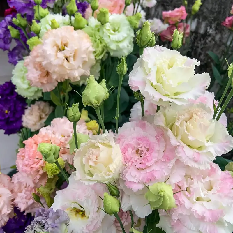 1000 Lisianthus Seeds - Mixed Color Perennial Lisianthus Seeds, Thornless Rose Seeds, Good for Planting, Wildflowers, Non-GMO, Gardens, Indoor Flowers