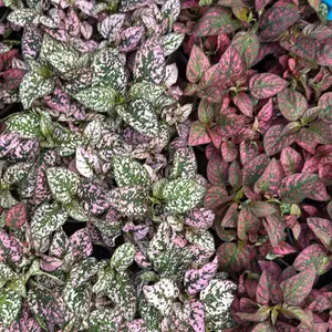 Hypoestes Polka Dot 4" pot pet friendly plant  House Plant - Low-Maintenance Decorative Plant with Colorful Leaves