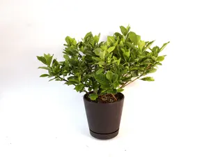 Gardenia Jasminoides 6” Potted Live Plant - Cape Jasmine - Fragrant Shrub - Creamy White Flowers - Tropical Houseplant - Smells Good- Glossy Evergreen Foliage - Elegant Indoor Outdoor Plant - Gift for Gardeners - Classic Floral Bush