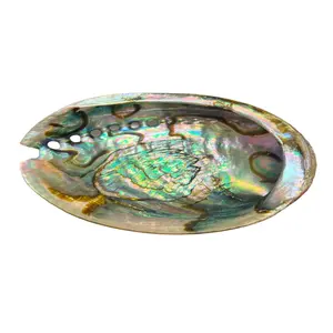 Abalone Shell