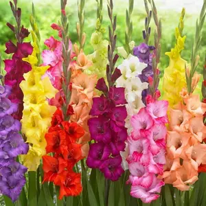200+  Gladiolus Seeds Larkspur Mixed Colorssword Lilyeasy to Grow Perennial Garden or Container Flowers