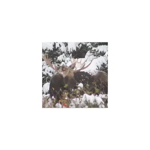 Car magnets Car magnets