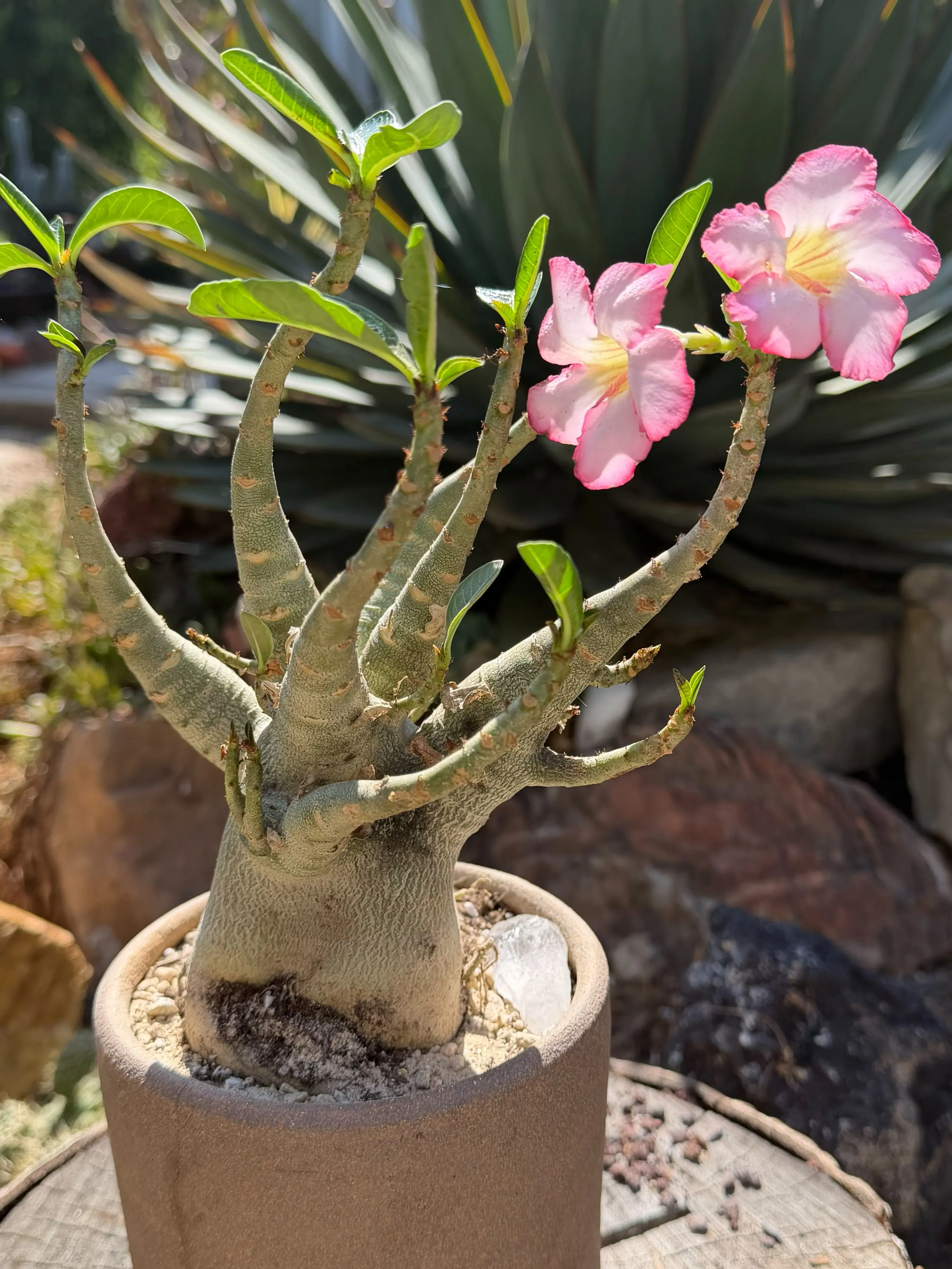 Mature Desert Rose | Blooming Now | Thick Caudex Adenium