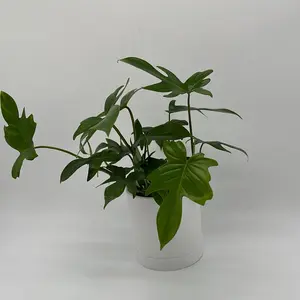 Philodendron Florida Green Plant in Pot 4 Live Tropical House Plant for Beginners Unique Vibrant Green Leaves Low Maintenance Indoor Home Decoration