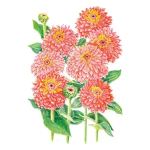 Senora Zinnia Seeds