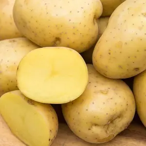 200 Gurney's Seed & Nursery Company Yukon Gold Seed Potato - Best Early Eating Potato on The Market - Includes one Easy Plant