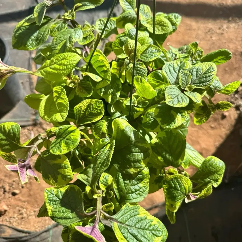 Plectranthus Guacamole 6 inch pot Succulent