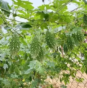 10 Mini Bitter Melon Seeds for Planting - Bitter Gourd Seeds - Balsam Pear Seeds -  Tropical Vine Plant - Non-GMO, Heirloom Garden Seeds - Vegetable