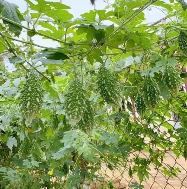 10 Mini Bitter Melon Seeds for Planting - Bitter Gourd Seeds - Balsam Pear  Seeds - Tropical Vine Plant - Non-GMO, Heirloom Garden Seeds - Vegetable -  TikTok Shop