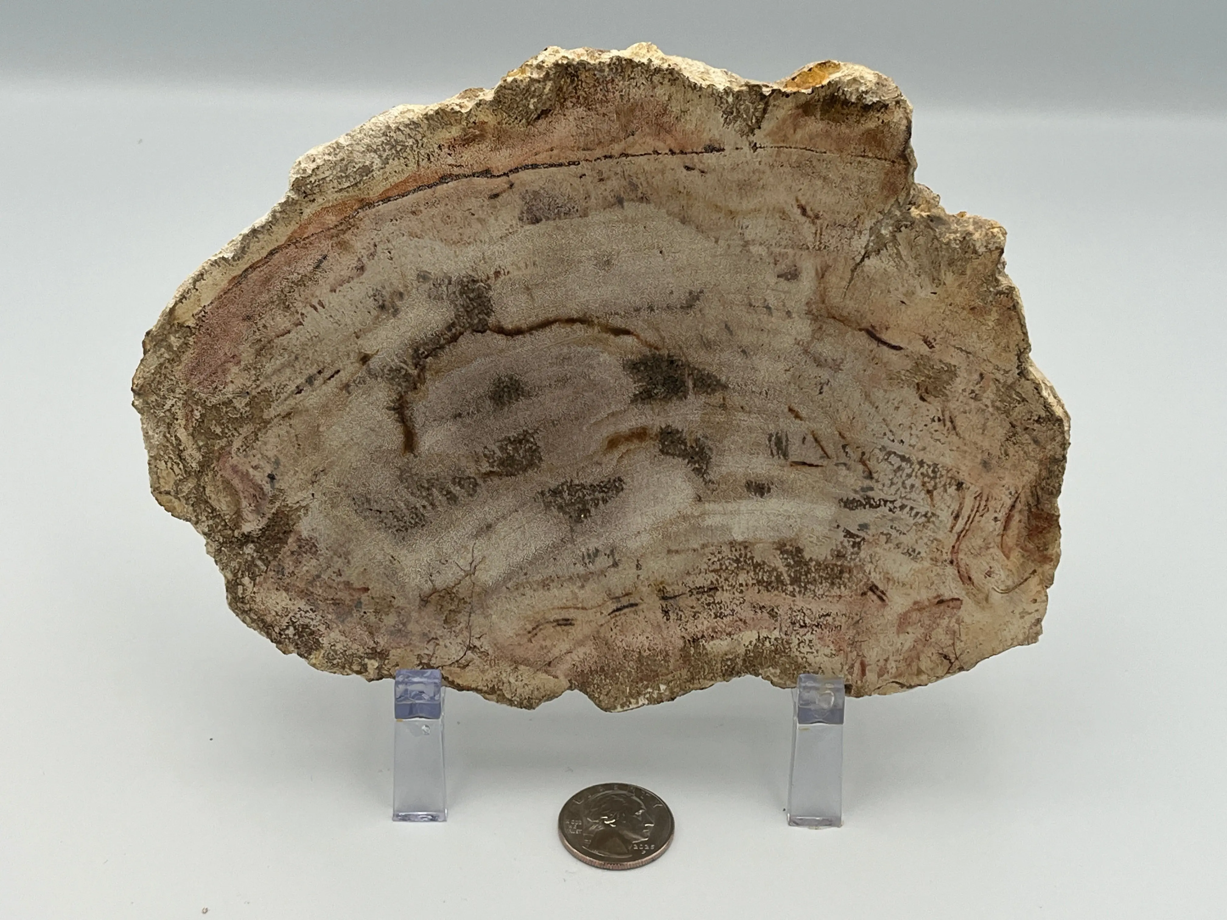Polished Petrified Wood Slab