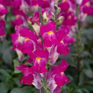 5000 Mix Snapdragon Flower Seeds for Planting - Non-GMO Heirloom Packet with Instructions to Grow - Fragrant Annual Flower Spikes in a Mix of Colors