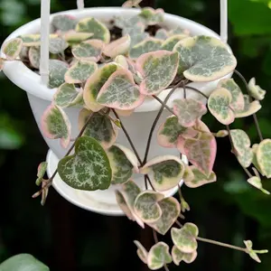 Variegated String of Hearts Hanging pot! *RARE!*