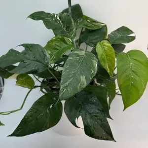 Epipremnum Pinatum Albo 8" HB - Rare Marble Plant with Unique Marbled Pattern for Indoor Decor & Air Purification