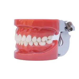 Dental Education Model with FE Articulator