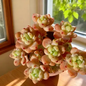 Sedum Clavatum Succulent – Rare Rosette Cluster, Low Maintenance Real Plant for Home & Desk Decor"