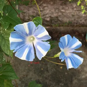 Misty Blue Youjiro Split Petal ipomoea Nil Japanese Morning Glory Vine Seeds
