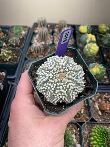 Astrophytum Asterias cv. Hanazono Cactus