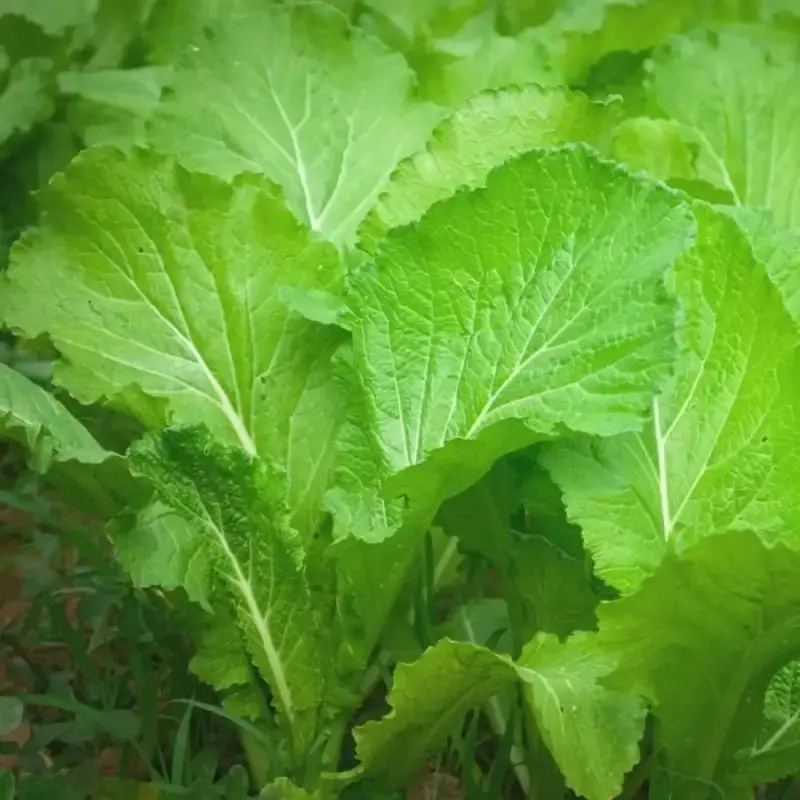Green Field Mustard Garden Seeds, Brassica rapa BAU-Sin GAI Choi Vegetables, 1500 Fast-Growing Nutrient-Rich Leafy Green Seeds