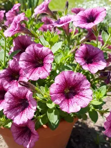 800 PCS Petunia Seeds for Planting, Mixed Color Flower Seeds, Perfect for Backyard Garden and Outdoor Decor, Seeds Only Not Live Plant