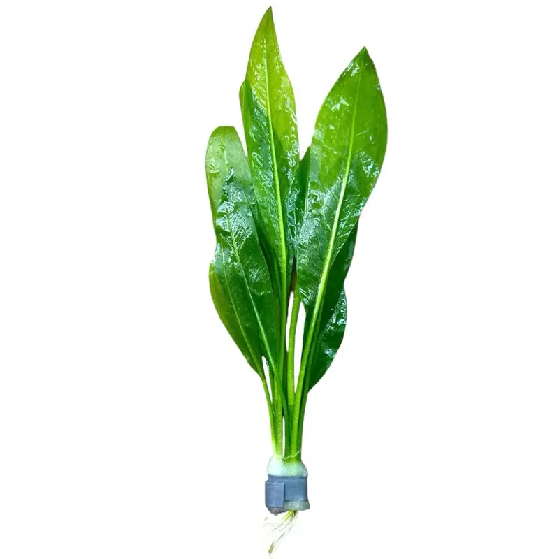 BUY 2 GET 1 FREE!!! Amazon Sword Echinodorus Bleheri Live Aquarium Plants Rooted