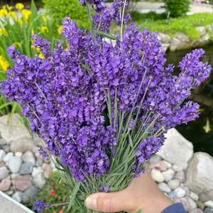 1000 Lavender Seeds - Fragrant Purple Blooms for Garden & Landscaping - Perennial Growth, Pollinator-Friendly, Versatile Planting, Low Maintenance, Full Sun, Well-Drained Soil