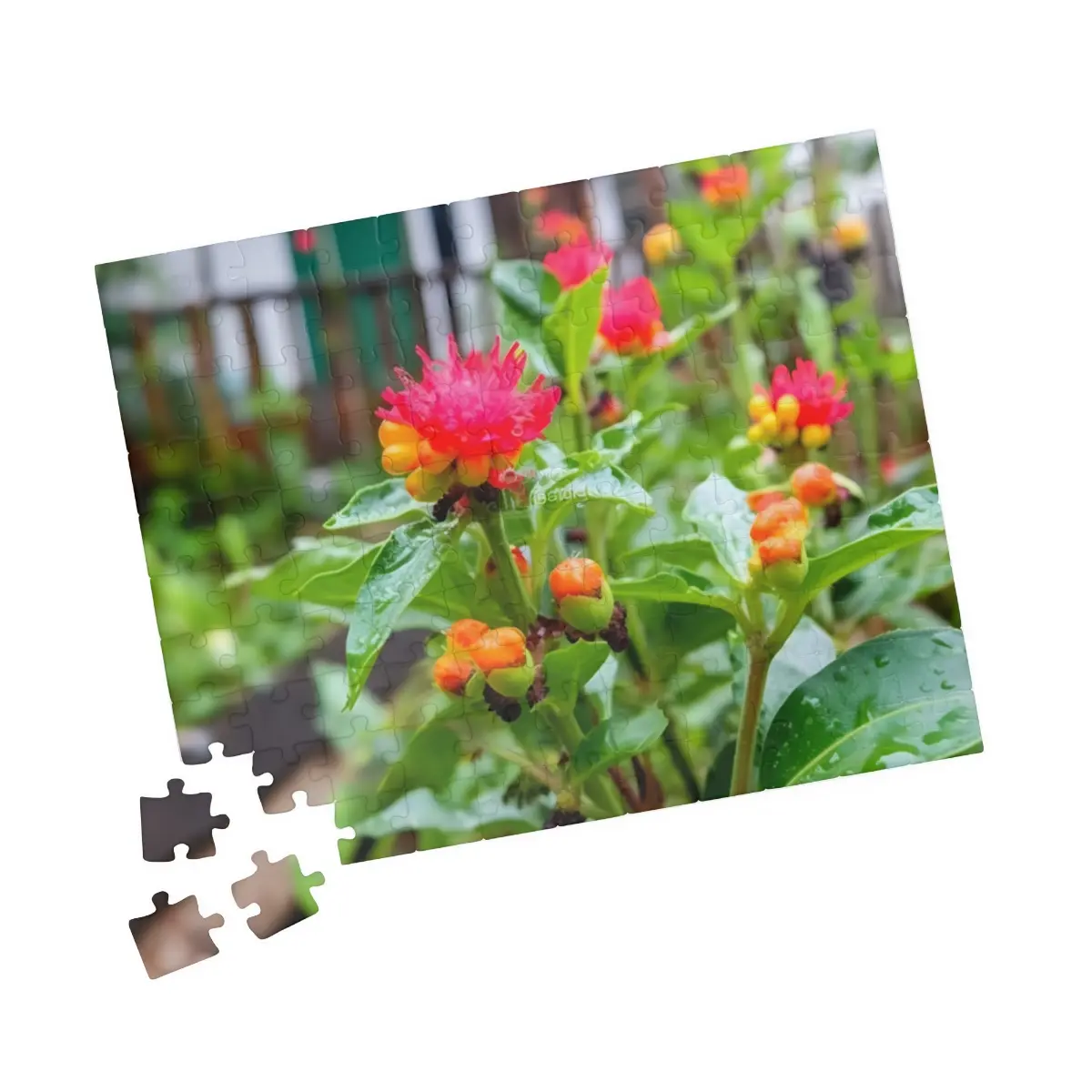 Pink Flower Bud Jigsaw Puzzle (110, 500, 1014-piece)