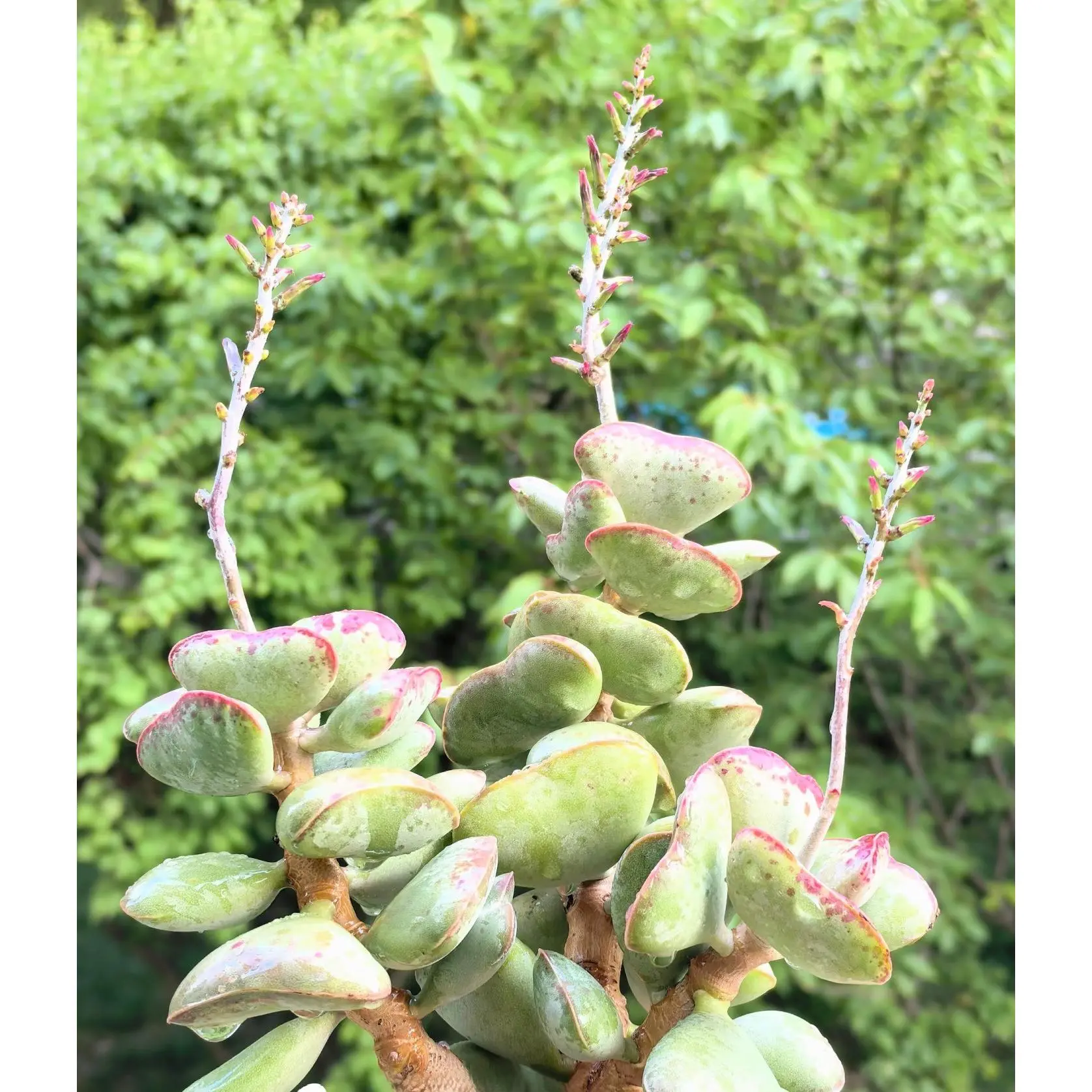2"Live Succulent (Calico Hearts) 2"Live Succulent (Calico Hearts)