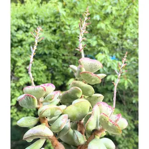 2"Live Succulent (Calico Hearts) 2"Live Succulent (Calico Hearts)