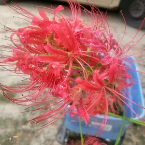 Red Spider Lilly Bulbs 10 Pack