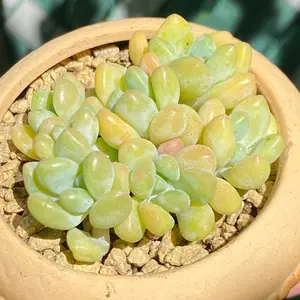 Pachyphytum Snow cheesecake Cluster . Each Plant about 3 inch in Size. Ship without Pot and Soil .